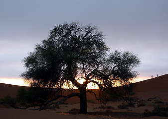 Image showing  tree