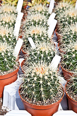 Image showing Cactus plant