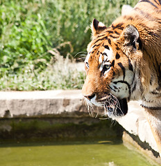 Image showing Walking tiger (Panthera Tigris)