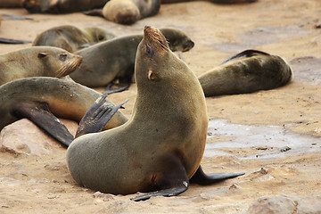 Image showing Brown Fur Seal (Arctocephalus pusillus)