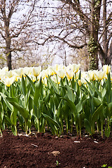 Image showing Tulips - Jaap Groot varieties