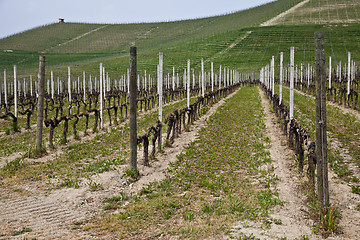 Image showing Barbera vineyard - Italy