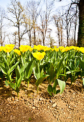 Image showing Tulips - Golden varietie