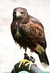 Image showing Harrys Hawk