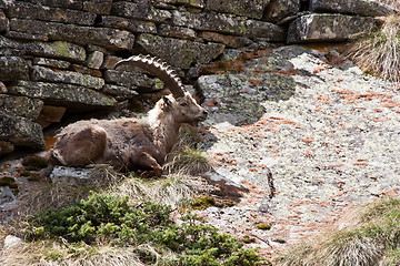 Image showing Capra Ibex - Italian Alps