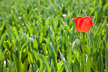 Image showing Spring tulips impregnated by the sun