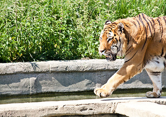 Image showing Walking tiger (Panthera Tigris)