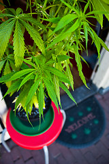 Image showing Marijuana plant