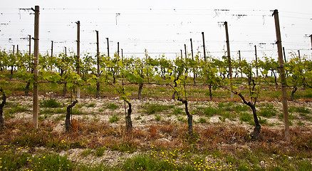 Image showing Barbera vineyard - Italy