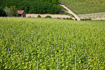 Image showing Barbera vineyard - Italy