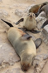 Image showing Brown Fur Seals (Arctocephalus pusillus) on Cape Cross, Namibia, Africa