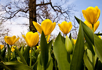 Image showing Tulips - Golden varietie