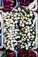 Image showing Amsterdam flowers market