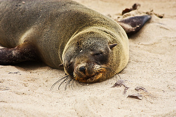 Image showing Brown Fur Seal (Arctocephalus pusillus)