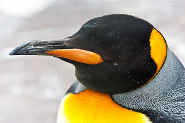 Image showing King Penguin