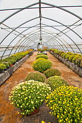 Image showing Greenhouse 