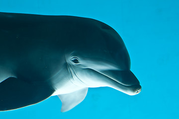 Image showing Dolphin portrait