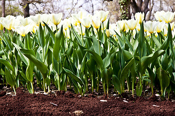 Image showing Tulips - Jaap Groot varieties