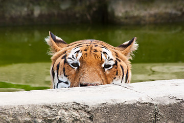 Image showing Danger: hungry tiger