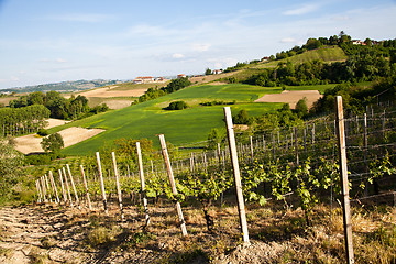 Image showing Italian vineyard: Monferrato