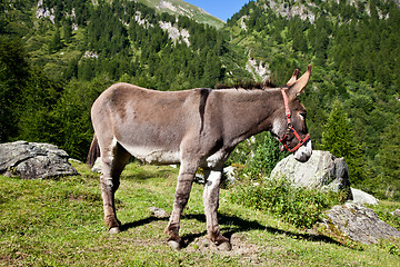 Image showing Donkey on Italian Alps