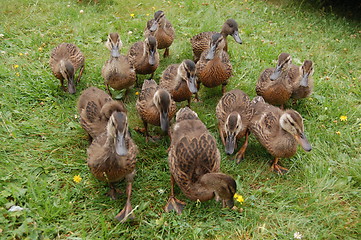 Image showing Ducks