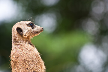 Image showing Suricata suricatta