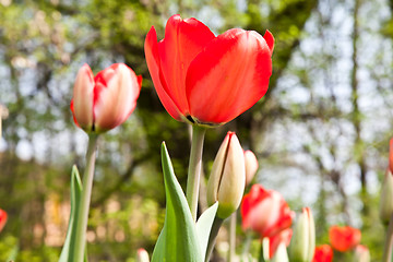 Image showing Spring tulips impregnated by the sun