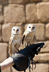 Image showing Barn Owl (Tyto Alba)