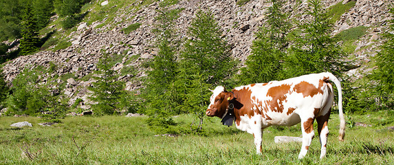 Image showing Cows and Italian Alps