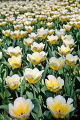 Image showing Tulips - Jaap Groot varieties