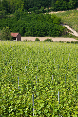 Image showing Barbera vineyard - Italy