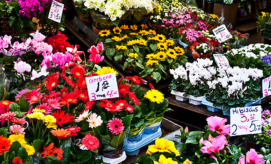 Image showing Amsterdam flowers market