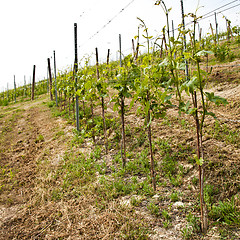 Image showing Barbera vineyard - Italy