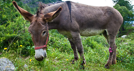 Image showing Donkey on Italian Alps