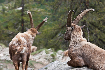 Image showing Capra Ibex - Italian Alps