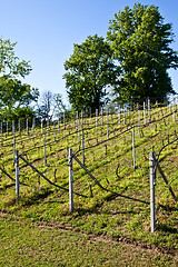 Image showing Vineyard irrigation system