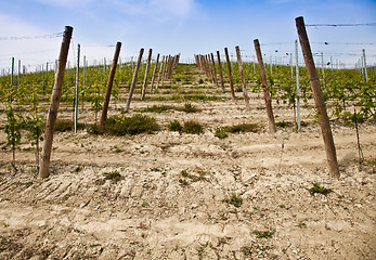 Image showing Barbera vineyard - Italy