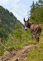 Image showing Donkey on Italian Alps