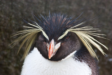 Image showing Rockhopper Penguin
