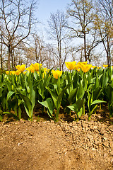 Image showing Tulips - Golden varietie