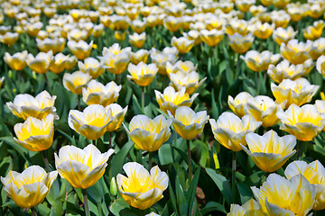 Image showing Tulips - Jaap Groot varieties