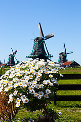 Image showing Flowers in Holland