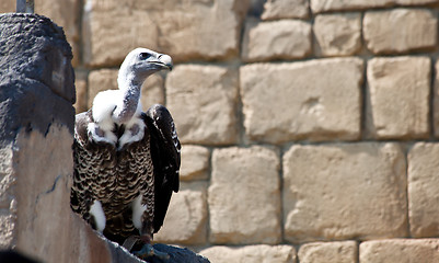 Image showing Vulture