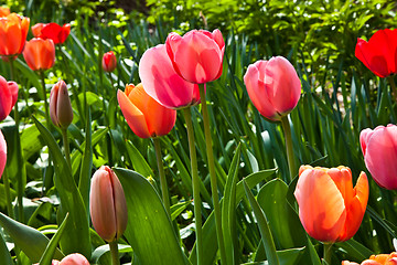 Image showing Spring tulips impregnated by the sun