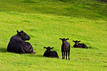 Image showing Calfs in the field