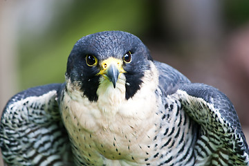 Image showing Falcon