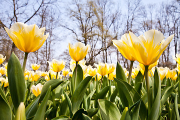 Image showing Tulips - Jaap Groot varieties