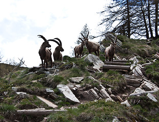 Image showing Capra Ibex - Italian Alps