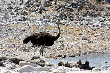 Image showing Struthio camelus 